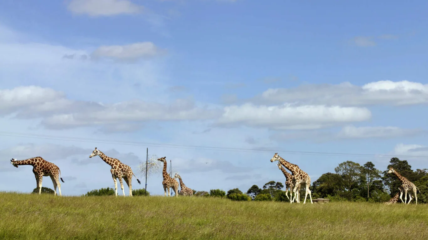Fota Island Wildlife Park, Cork